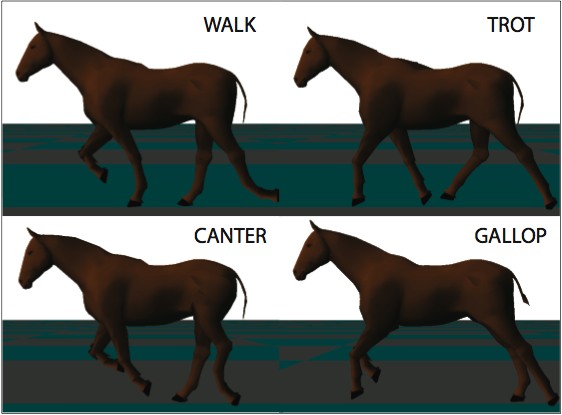 Image: horse gaits